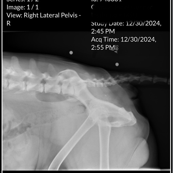 Ally is Live 🚫Do Not Buy This Listing 🚫 Follow this flyer for notification. 💕🍀🐾 - Picture 7 of 13